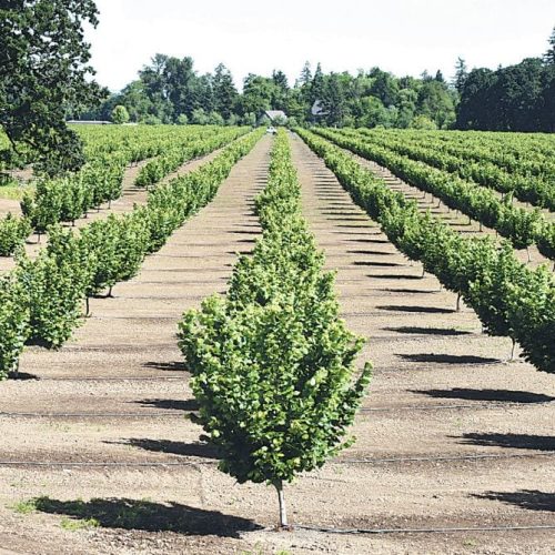 ФУНДУК СОРТ “БОМБА” (КАХСКИЙ 35)