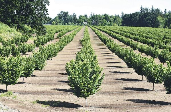 ФУНДУК СОРТ “БОМБА” (КАХСКИЙ 35)