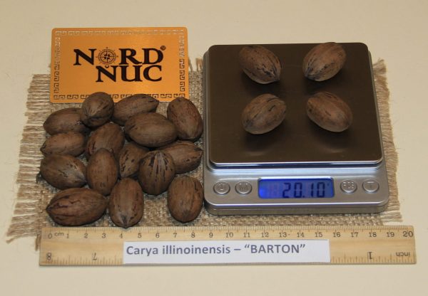 КАРИЯ ПЕКАН - CARYA ILLINOINENSIS