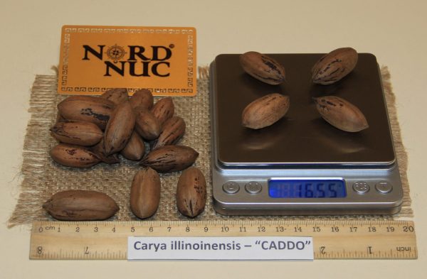 КАРИЯ ПЕКАН - CARYA ILLINOINENSIS