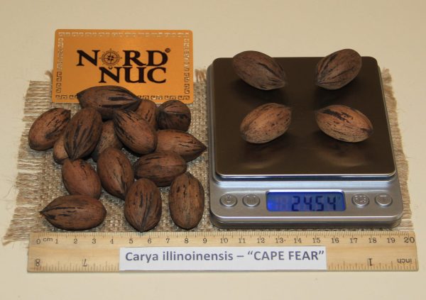 КАРИЯ ПЕКАН - CARYA ILLINOINENSIS