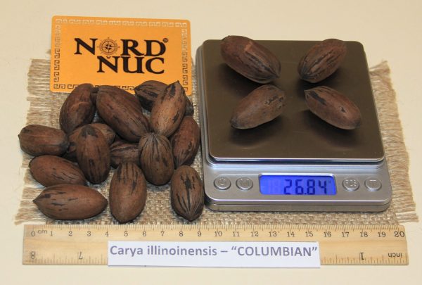 КАРИЯ ПЕКАН - CARYA ILLINOINENSIS