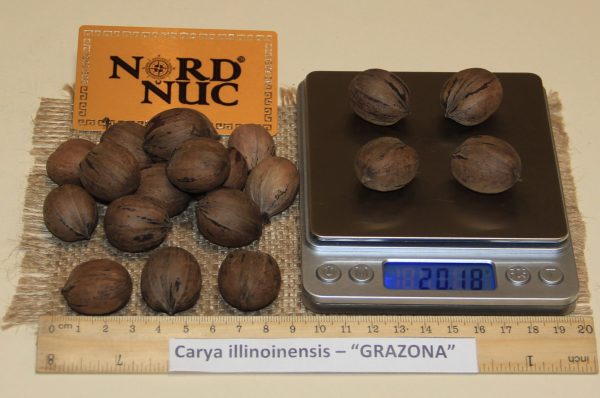 КАРИЯ ПЕКАН - CARYA ILLINOINENSIS