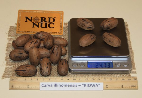 КАРИЯ ПЕКАН - CARYA ILLINOINENSIS