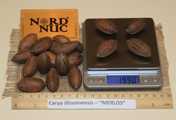 КАРИЯ ПЕКАН - CARYA ILLINOINENSIS