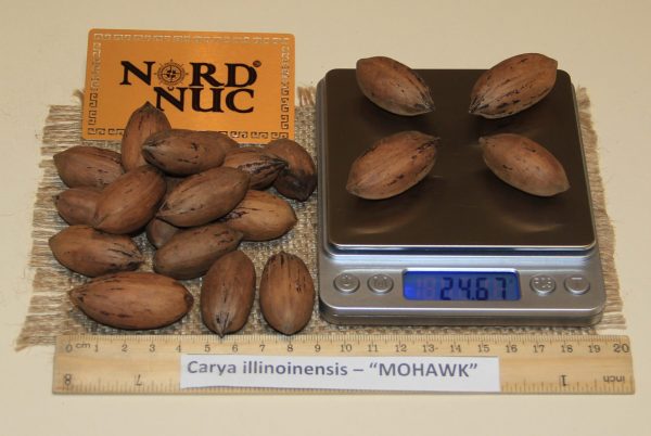 КАРИЯ ПЕКАН - CARYA ILLINOINENSIS