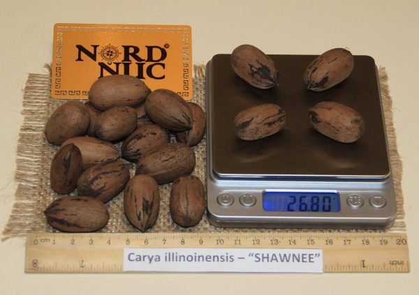 КАРИЯ ПЕКАН - CARYA ILLINOINENSIS