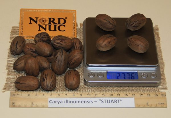 КАРИЯ ПЕКАН - CARYA ILLINOINENSIS