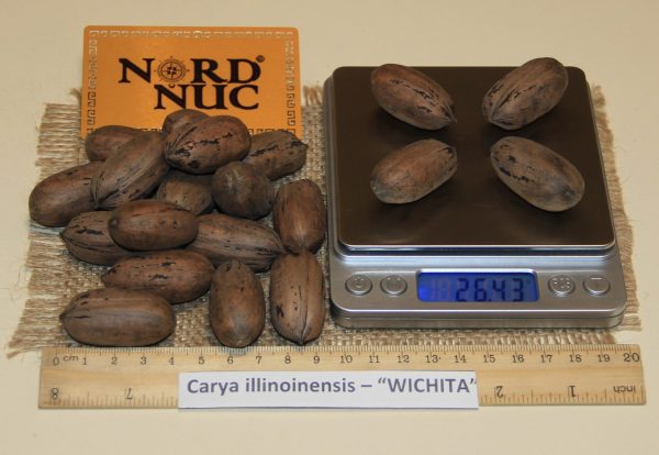 КАРИЯ ПЕКАН - CARYA ILLINOINENSIS