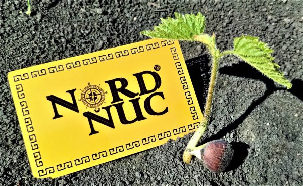 Alun turcesc / Alun arbore (Corylus colurna)