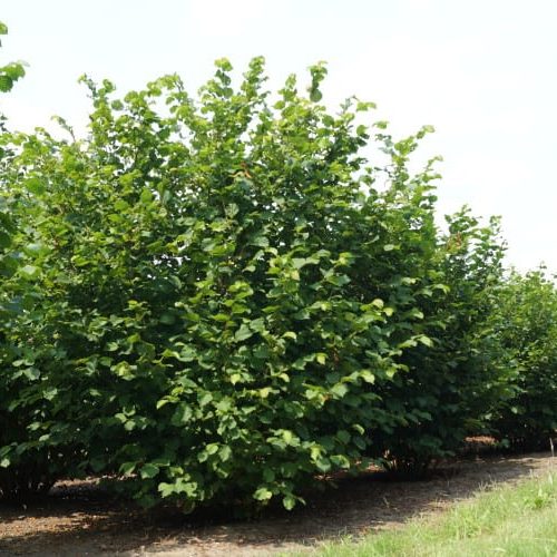 ЛЕЩИНА ОБЫКНОВЕННАЯ (CORYLUS AVELLANA)