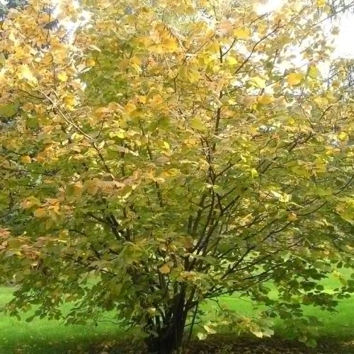 Alun lombard (Corylus maxima)