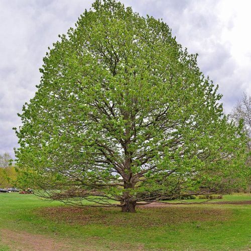 Alun turcesc / Alun arbore (Corylus colurna)