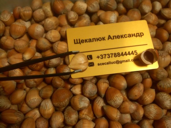 Alun turcesc / Alun arbore (Corylus colurna)