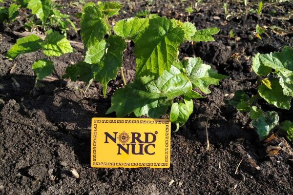 Alun turcesc / Alun arbore (Corylus colurna)