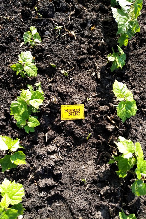 Alun turcesc / Alun arbore (Corylus colurna)