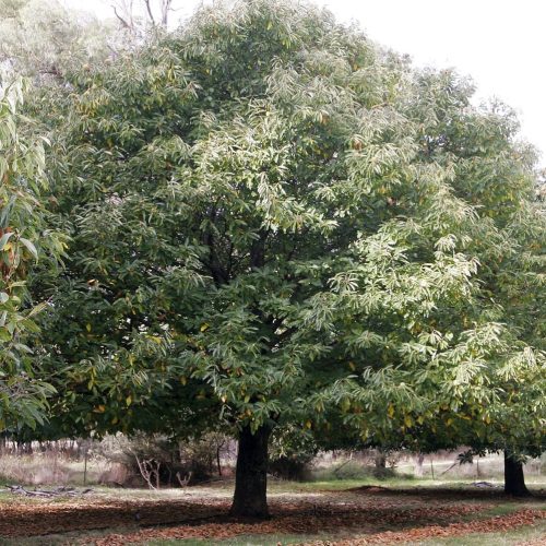 Castan comestibil (Castanea sativa)