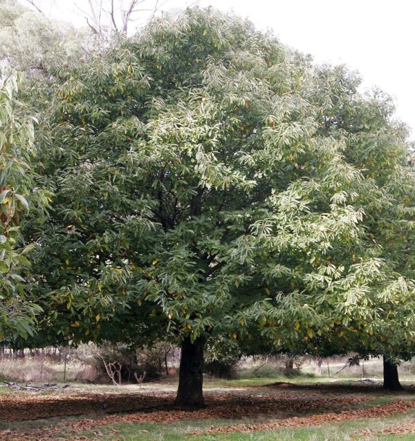 Castan comestibil (Castanea sativa)