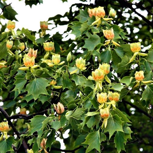 ЛИРИОДЕНДРОН ТЮЛЬПАНОВЫЙ (LIRIODENDRON TULIPIFERA)