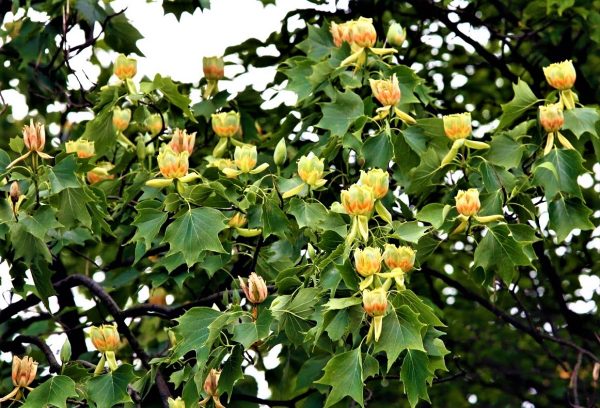 ЛИРИОДЕНДРОН ТЮЛЬПАНОВЫЙ (LIRIODENDRON TULIPIFERA)