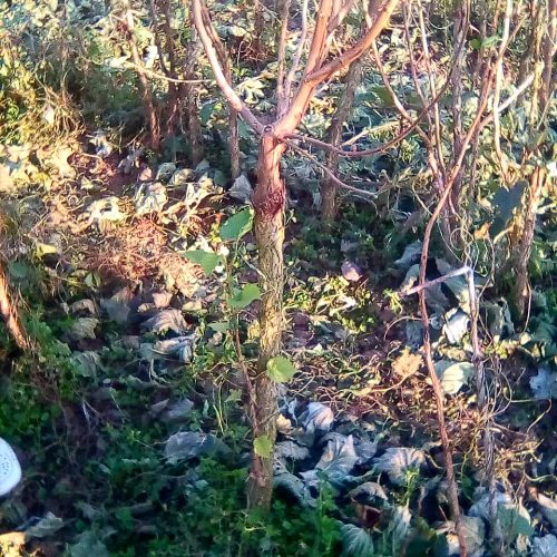 ФУНДУК ТРАПЕЗУНД ПРИВИТЫЙ НА CORYLUS COLURNA