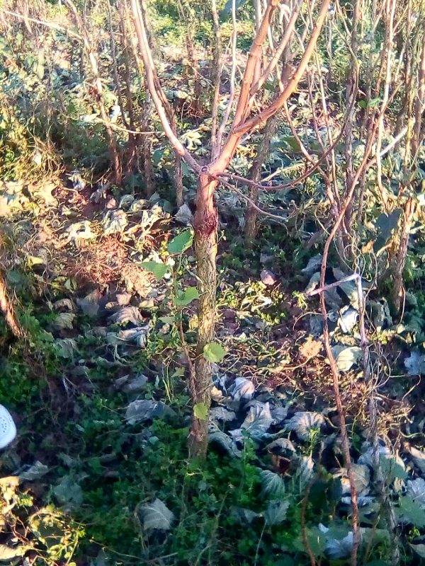 ФУНДУК ТРАПЕЗУНД ПРИВИТЫЙ НА CORYLUS COLURNA