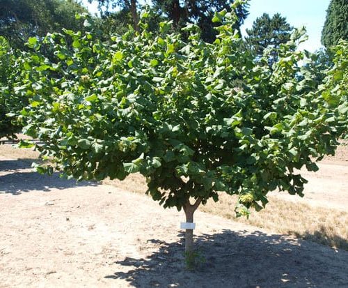 ФУНДУК СОРТ "THETA YAMHILL" (ЯМХИЛ)