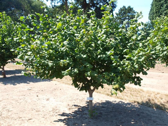 ФУНДУК СОРТ "THETA YAMHILL" (ЯМХИЛ)