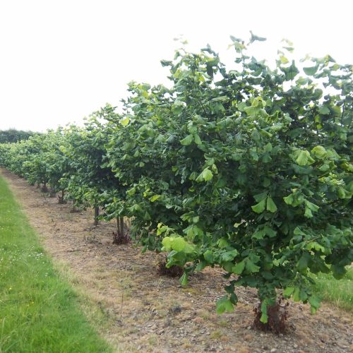 ФУНДУК СОРТ “КОСФОРД” (COSFORD)