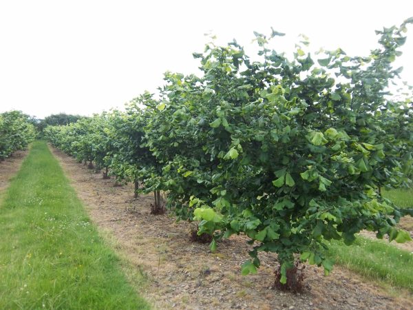 ФУНДУК СОРТ “КОСФОРД” (COSFORD)