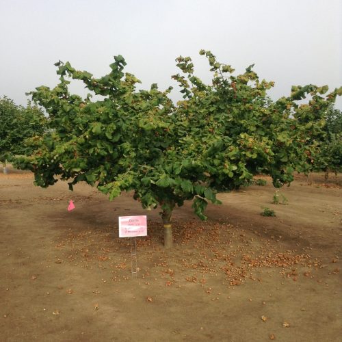 ФУНДУК СОРТ "DORRIS" (ДОРРИС)