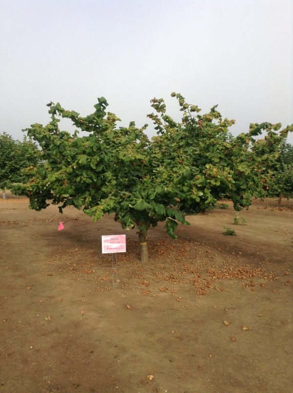 ФУНДУК СОРТ "DORRIS" (ДОРРИС)