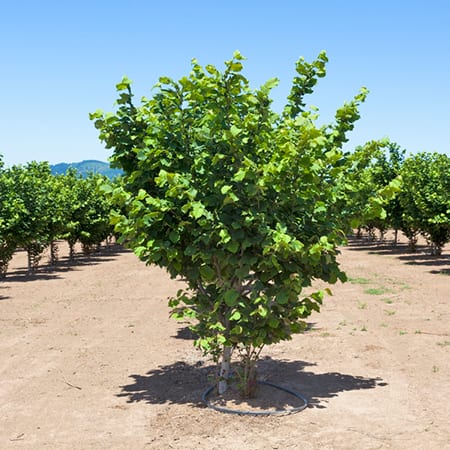 ФУНДУК СОРТ “ФУТКУРАМИ”