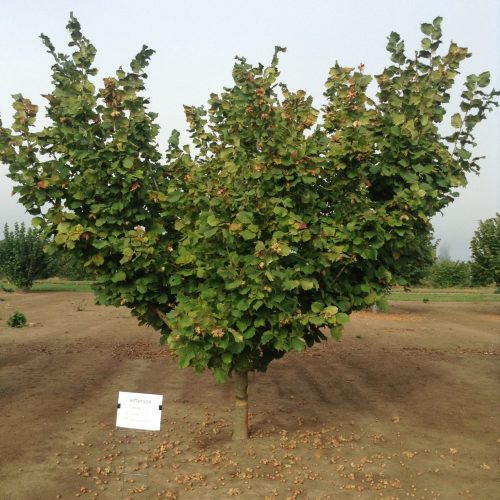 ФУНДУК СОРТ "JEFFERSON" (ДЖЕФФЕРСОН)