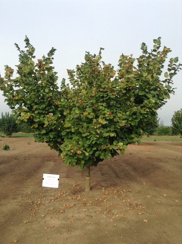 ФУНДУК СОРТ "JEFFERSON" (ДЖЕФФЕРСОН)