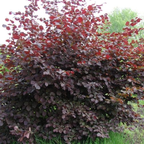 ФУНДУК СОРТ "СИРЕНА" (SIRENA)