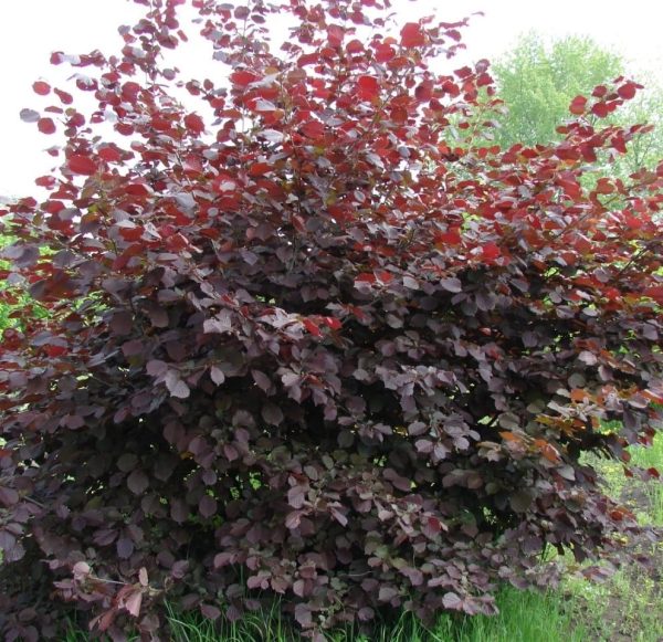 ФУНДУК СОРТ "СИРЕНА" (SIRENA)