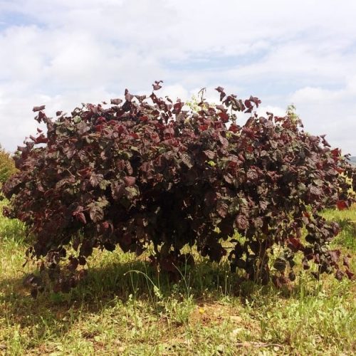 ФУНДУК СОРТ "ВАРШАВСКИЙ КРАСНЫЙ" (WARSAW RED)