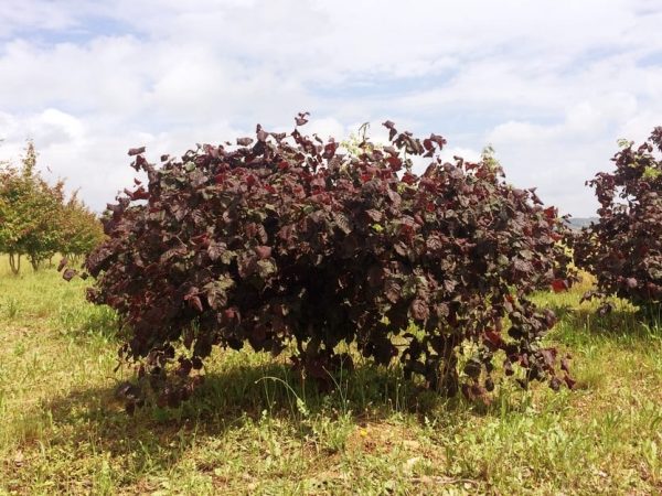 ФУНДУК СОРТ "ВАРШАВСКИЙ КРАСНЫЙ" (WARSAW RED)