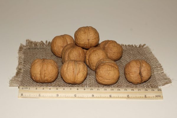 ОРЕХ ГРЕЦКИЙ "БРОДВЕЙ" (BROADWAY)