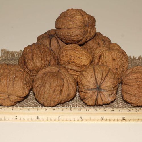 ОРЕХ ГРЕЦКИЙ "ВЕЛИКАН"