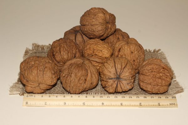 ОРЕХ ГРЕЦКИЙ "ВЕЛИКАН"