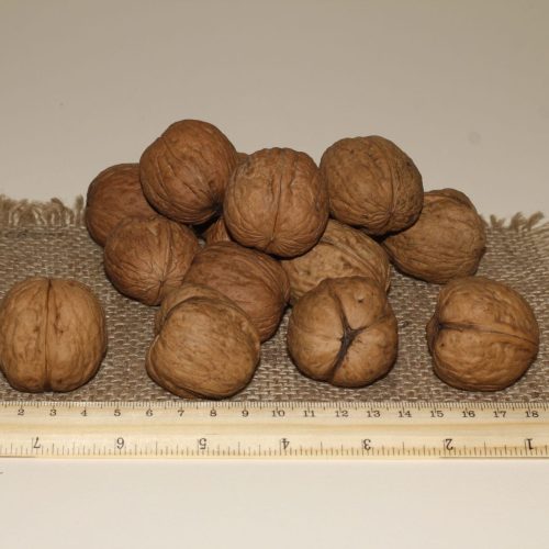 ОРЕХ ГРЕЦКИЙ "ИВАН БАГРЯНЫЙ"