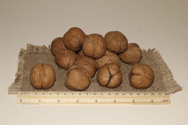 ОРЕХ ГРЕЦКИЙ "ИВАН БАГРЯНЫЙ"