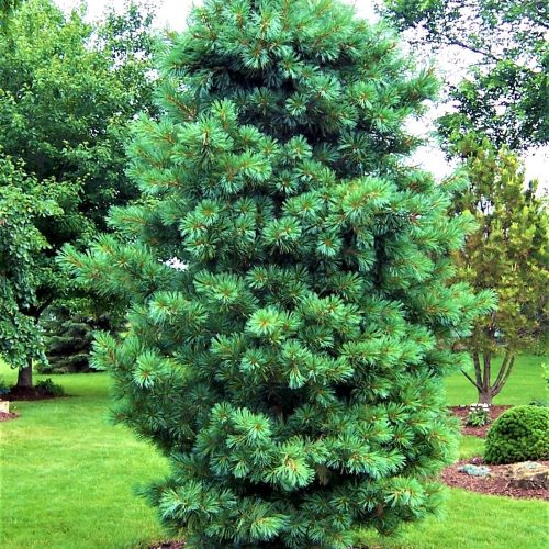 КЕДР ДАЛЬНЕВОСТОЧНЫЙ (PINUS KORAIENSIS)