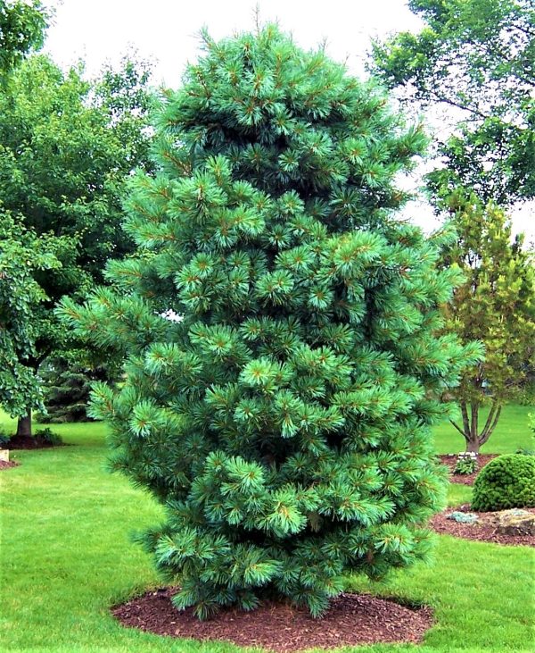 КЕДР ДАЛЬНЕВОСТОЧНЫЙ (PINUS KORAIENSIS)