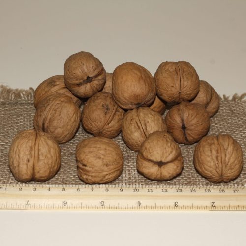 ОРЕХ ГРЕЦКИЙ "КОЧЕРЖЕНКО"