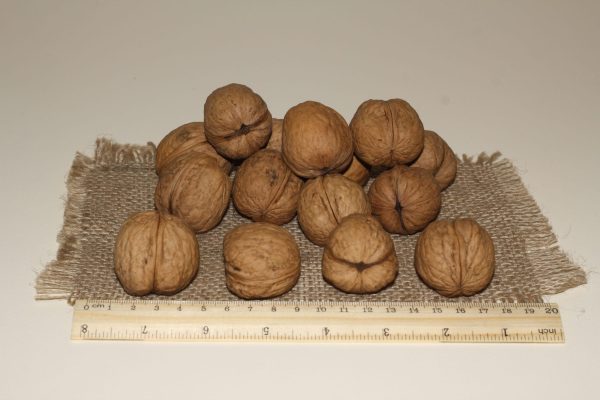 ОРЕХ ГРЕЦКИЙ "КОЧЕРЖЕНКО"