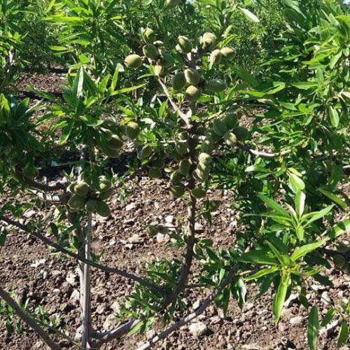 МИНДАЛЬ "ПРЯНЫЙ"