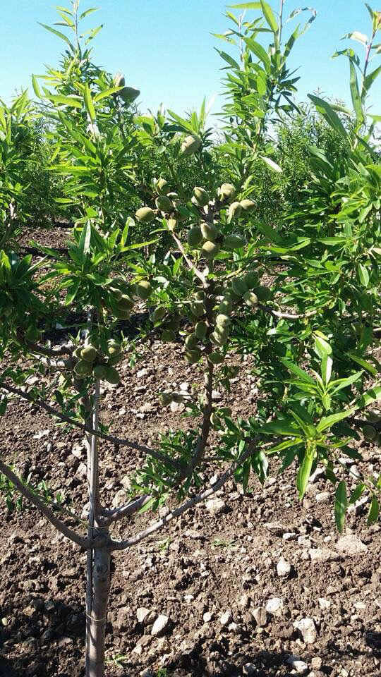 МИНДАЛЬ "ПРЯНЫЙ"